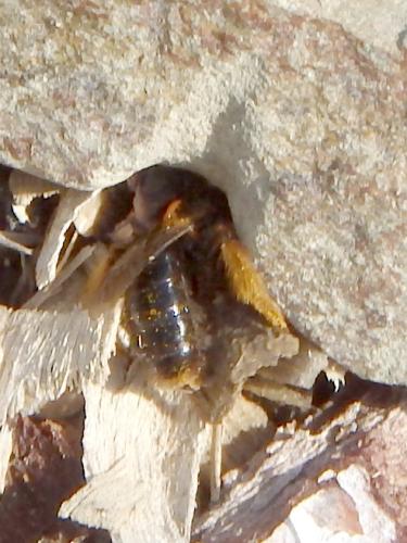 Panurgus banksianus
